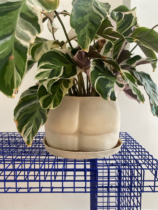 Pot XL